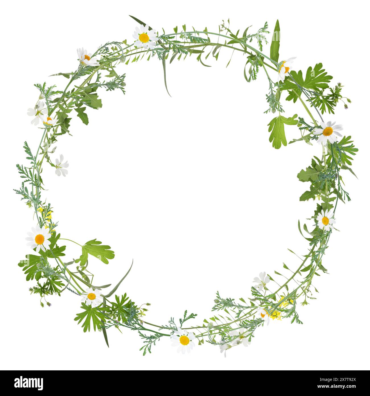 Wreath of beautiful wild flowers isolated on white Stock Photo - Alamy