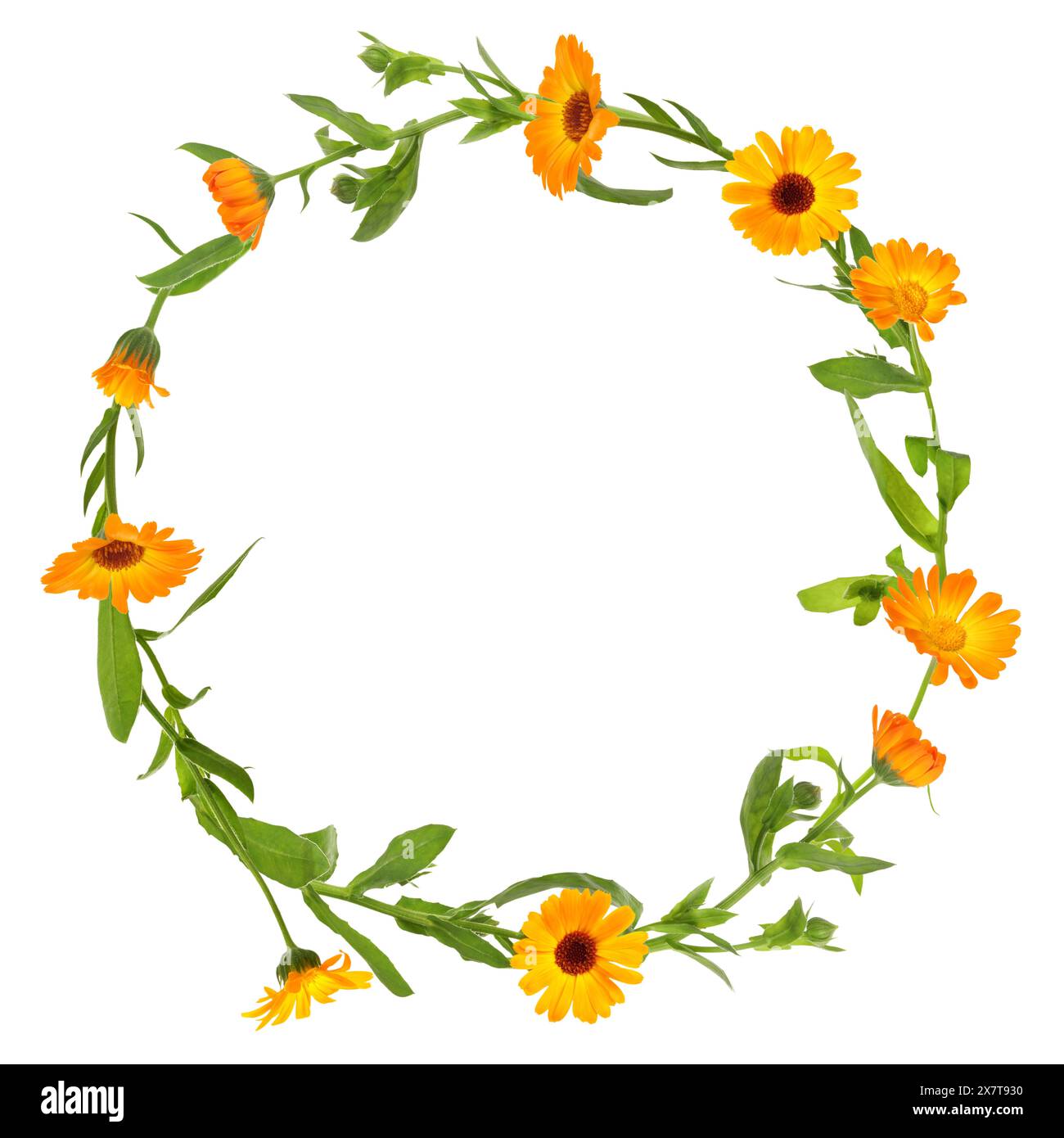 Wreath of beautiful wild flowers isolated on white Stock Photo - Alamy