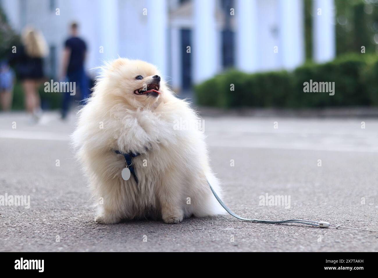 Pomeranian Spitz on a walk. A small dog on a leash walks in the park. A pet. Dog is a human best friend. Small fluffy dog on the street. Family compan Stock Photo