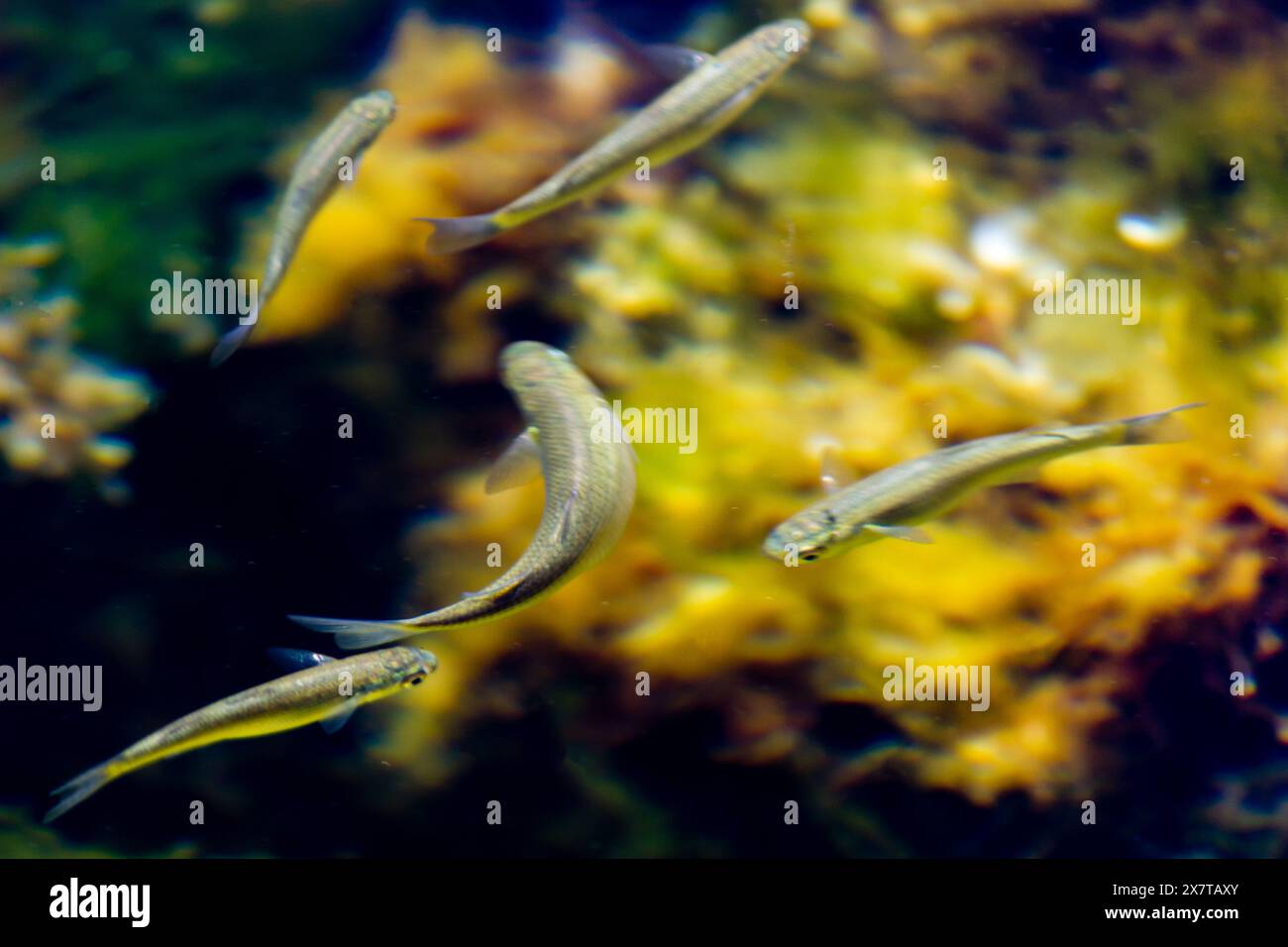 small wild fish in the Mediterranean Sea taken in Malta Stock Photo