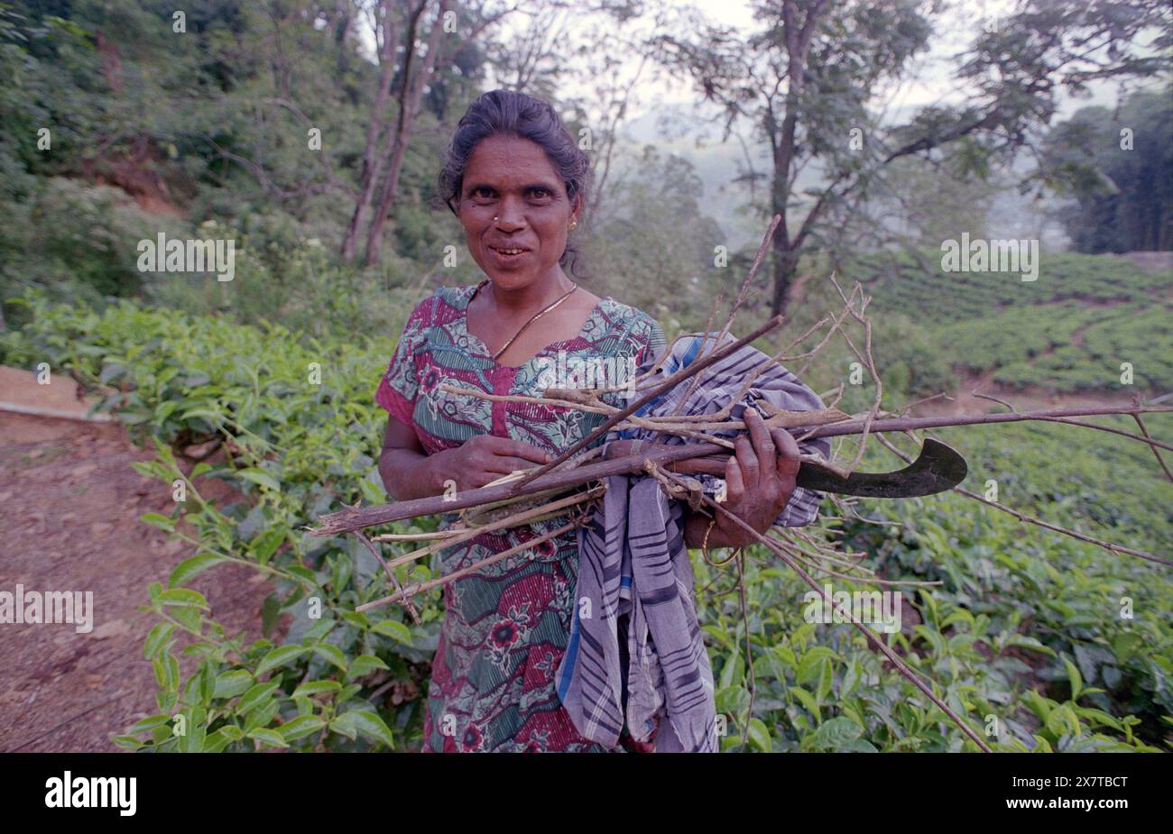 SRI LANKA:  Women tea pickers often recruited from India and the Tamar who work on the vast scenic plantations in The Tea Trail on the Norwood Estate Stock Photo