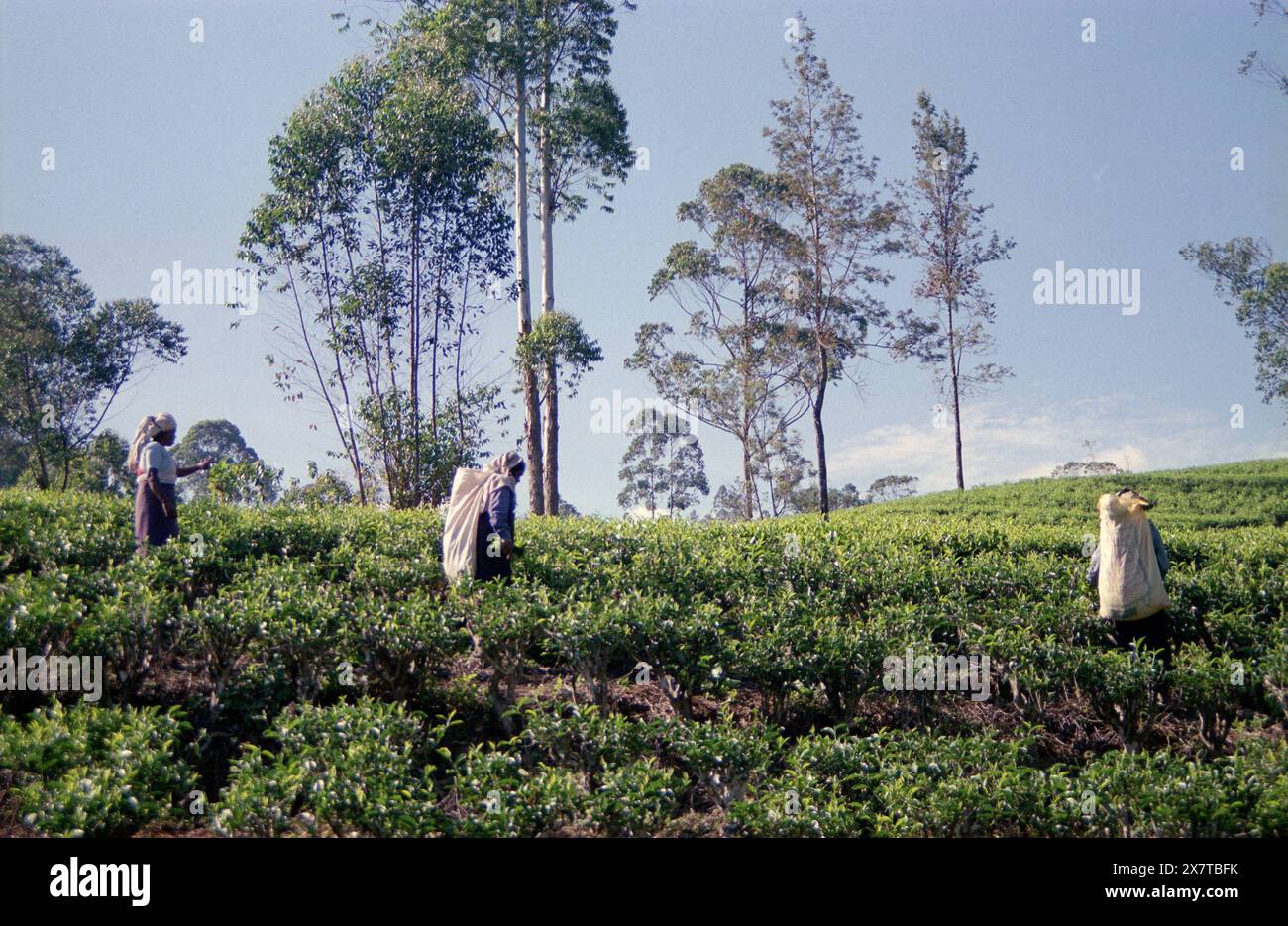 SRI LANKA:  Women tea pickers often recruited from India and the Tamar who work on the vast scenic plantations in The Tea Trail on the Norwood Estate Stock Photo