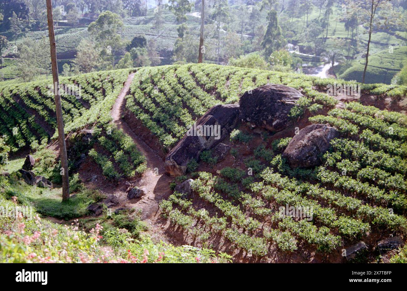 SRI LANKA:  Women tea pickers often recruited from India and the Tamar who work on the vast scenic plantations in The Tea Trail on the Norwood Estate Stock Photo