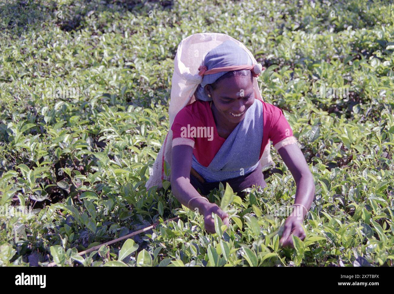 SRI LANKA:  Women tea pickers often recruited from India and the Tamar who work on the vast scenic plantations in The Tea Trail on the Norwood Estate Stock Photo