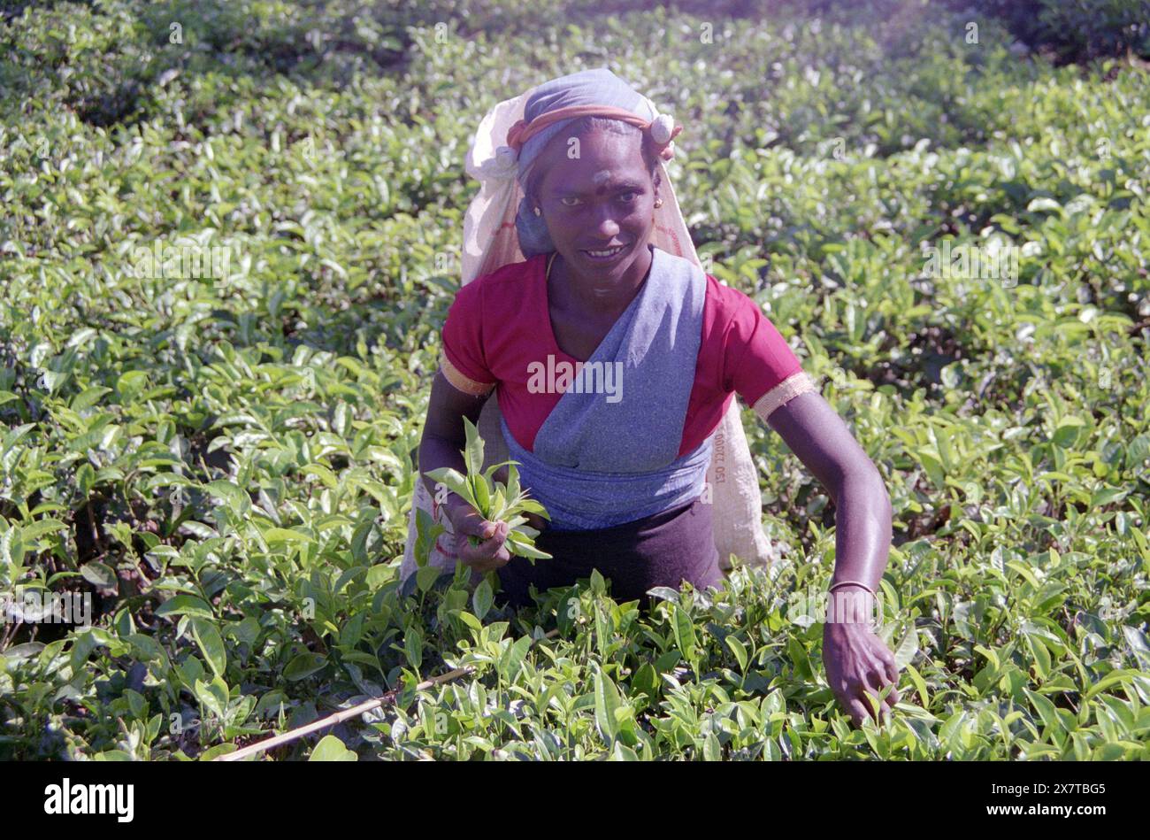 SRI LANKA:  Women tea pickers often recruited from India and the Tamar who work on the vast scenic plantations in The Tea Trail on the Norwood Estate Stock Photo