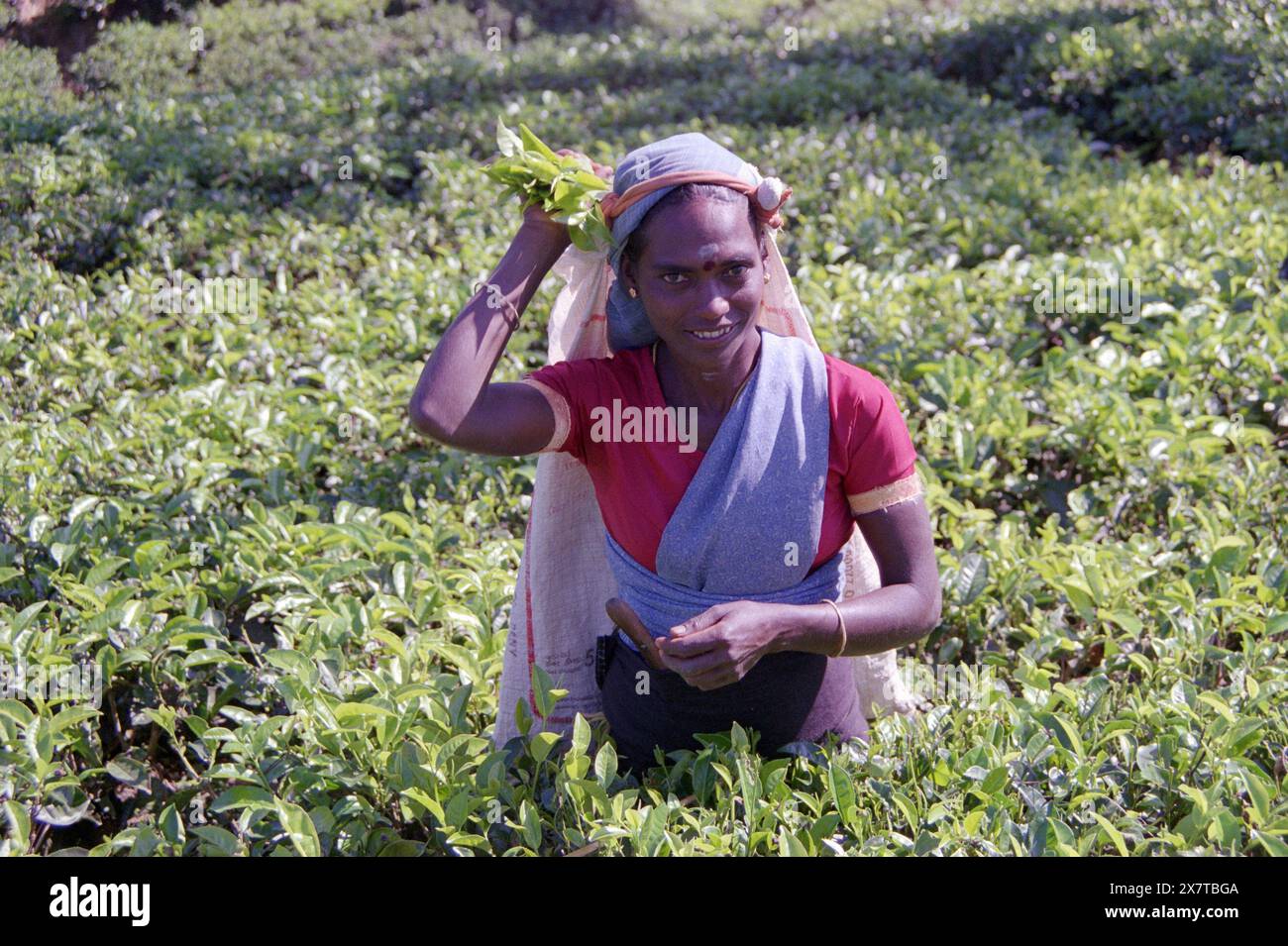 SRI LANKA:  Women tea pickers often recruited from India and the Tamar who work on the vast scenic plantations in The Tea Trail on the Norwood Estate Stock Photo