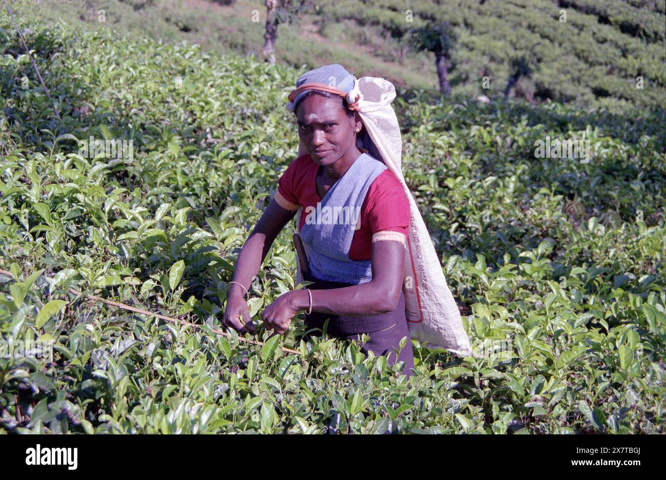 SRI LANKA:  Women tea pickers often recruited from India and the Tamar who work on the vast scenic plantations in The Tea Trail on the Norwood Estate Stock Photo