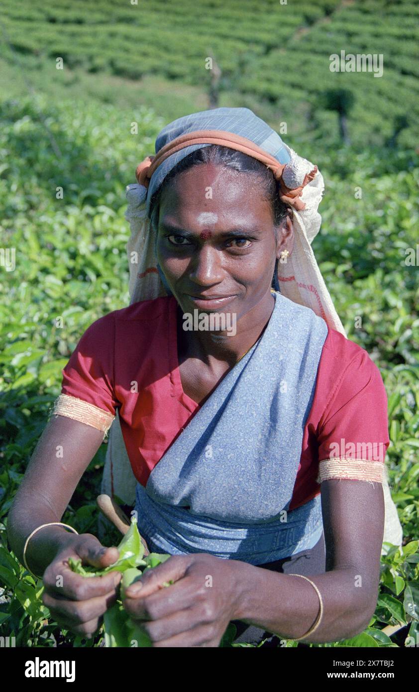 SRI LANKA:  Women tea pickers often recruited from India and the Tamar who work on the vast scenic plantations in The Tea Trail on the Norwood Estate Stock Photo