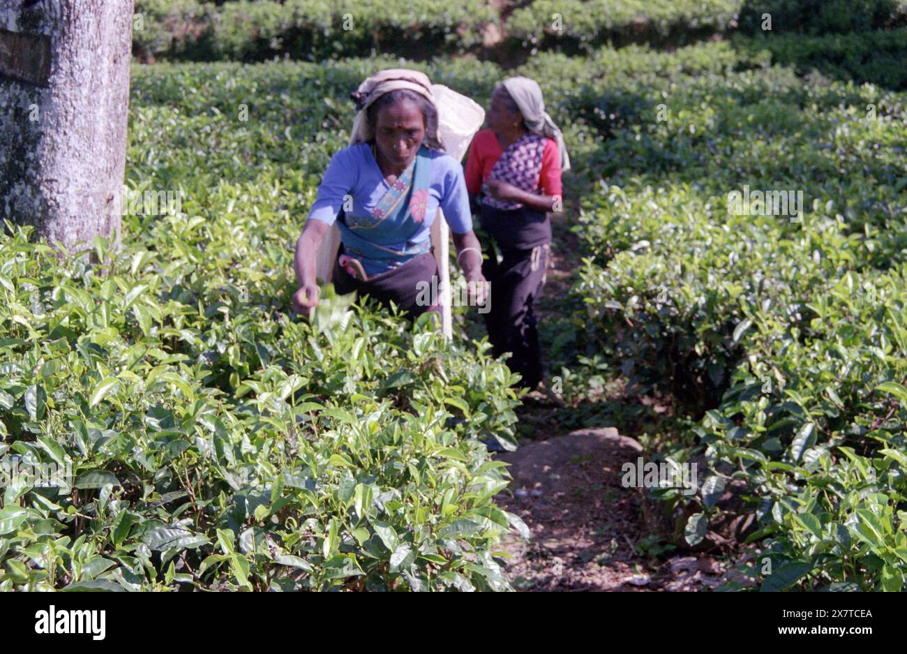 SRI LANKA:  Women tea pickers often recruited from India and the Tamar who work on the vast scenic plantations in The Tea Trail on the Norwood Estate Stock Photo