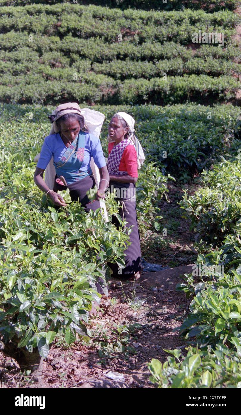 SRI LANKA:  Women tea pickers often recruited from India and the Tamar who work on the vast scenic plantations in The Tea Trail on the Norwood Estate Stock Photo