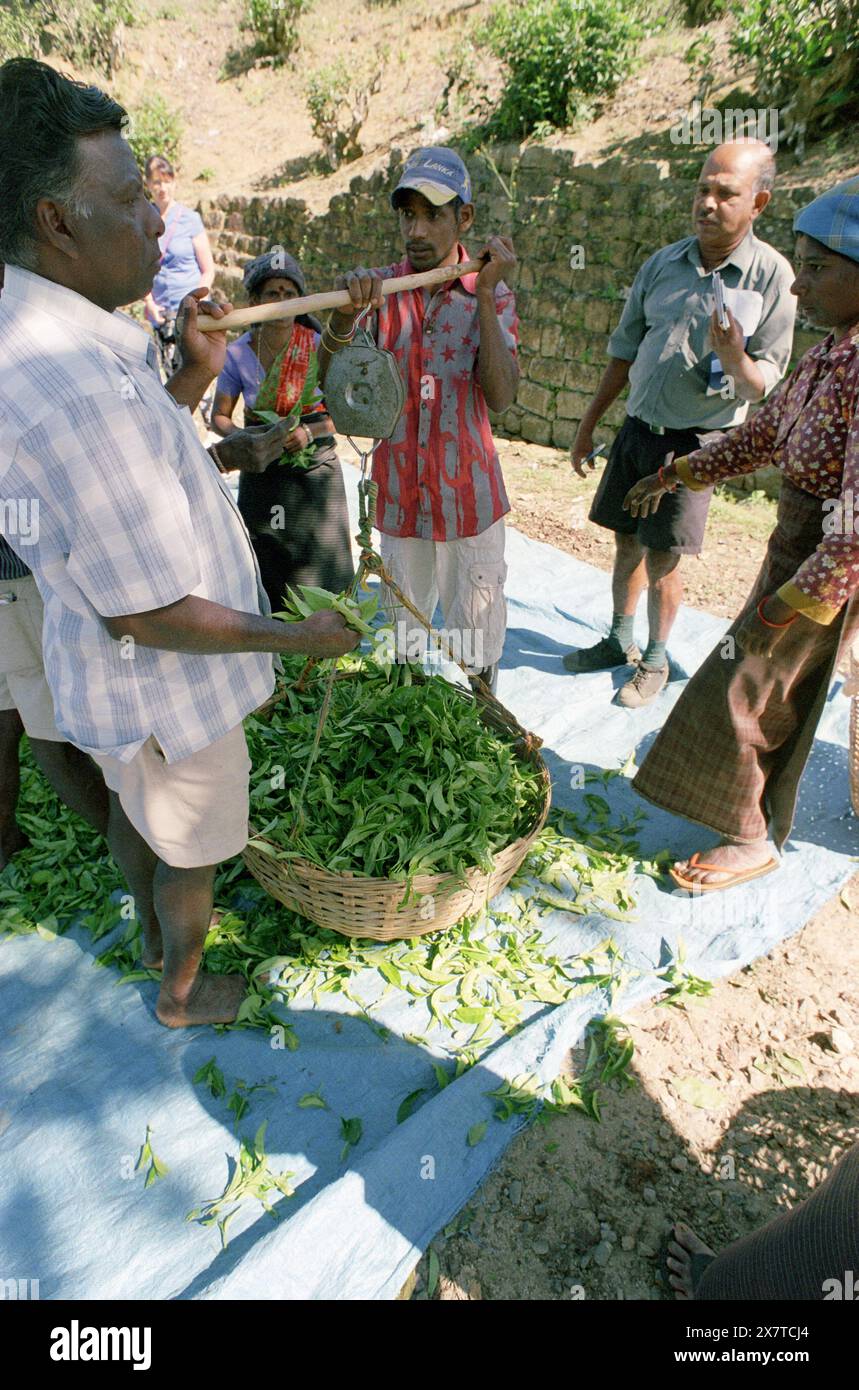 SRI LANKA:  Women tea pickers often recruited from India and the Tamar who work on the vast scenic plantations in The Tea Trail on the Norwood Estate Stock Photo