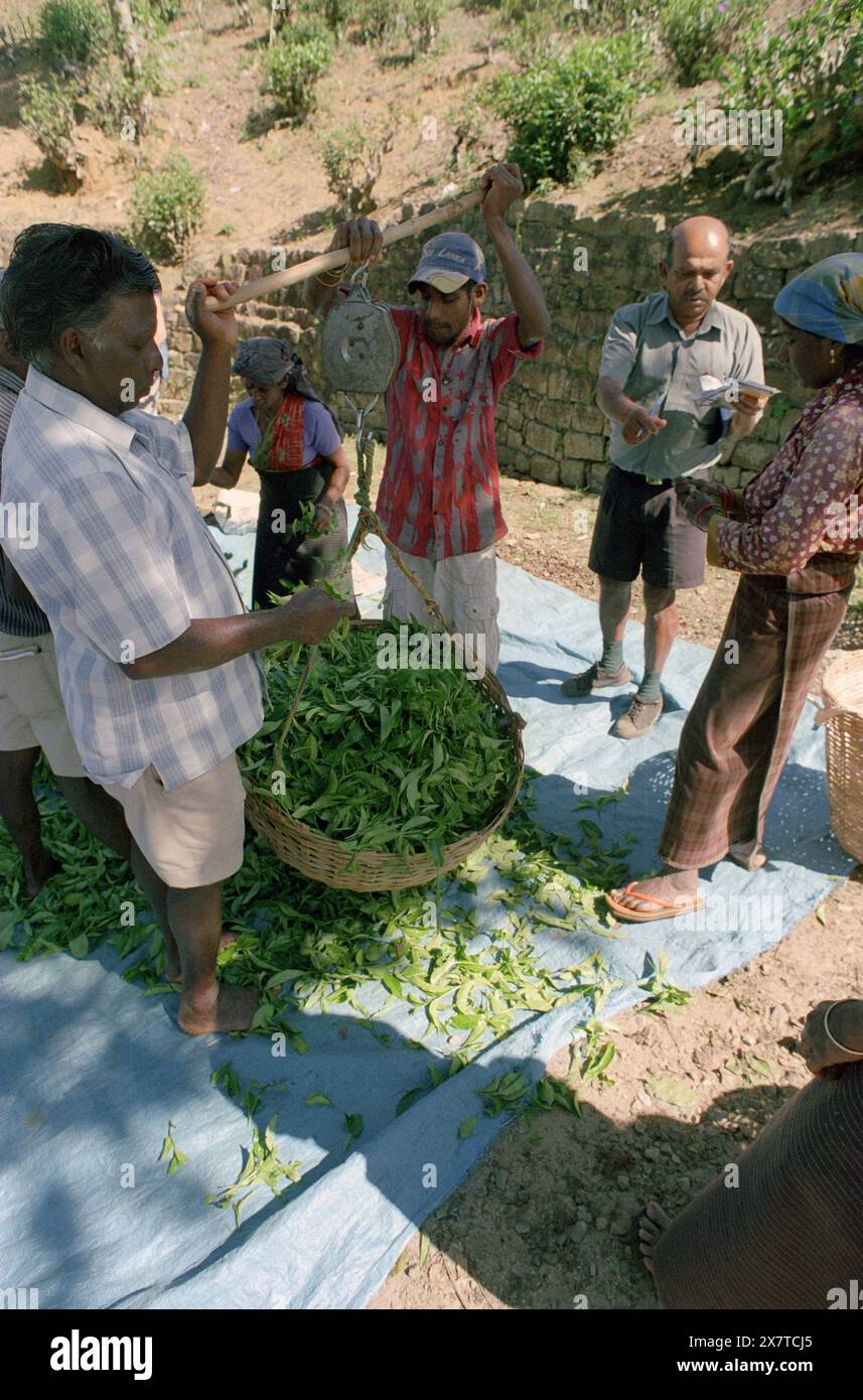 SRI LANKA:  Women tea pickers often recruited from India and the Tamar who work on the vast scenic plantations in The Tea Trail on the Norwood Estate Stock Photo