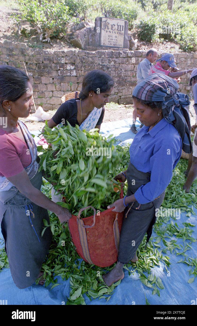 SRI LANKA:  Women tea pickers often recruited from India and the Tamar who work on the vast scenic plantations in The Tea Trail on the Norwood Estate Stock Photo