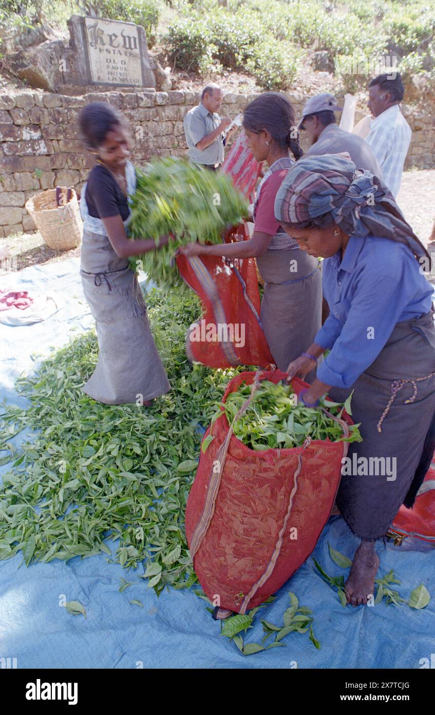 SRI LANKA:  Women tea pickers often recruited from India and the Tamar who work on the vast scenic plantations in The Tea Trail on the Norwood Estate Stock Photo