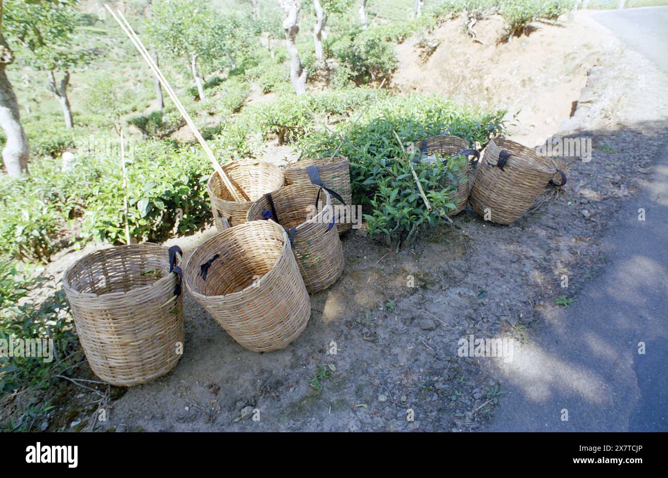 SRI LANKA:  Women tea pickers often recruited from India and the Tamar who work on the vast scenic plantations in The Tea Trail on the Norwood Estate Stock Photo