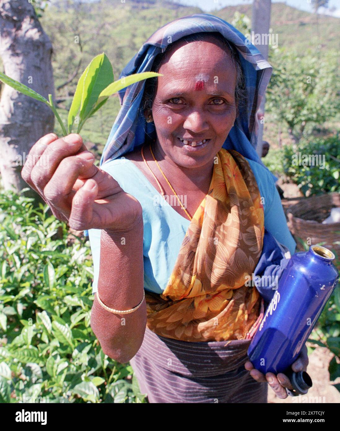 SRI LANKA:  Women tea pickers often recruited from India and the Tamar who work on the vast scenic plantations in The Tea Trail on the Norwood Estate Stock Photo