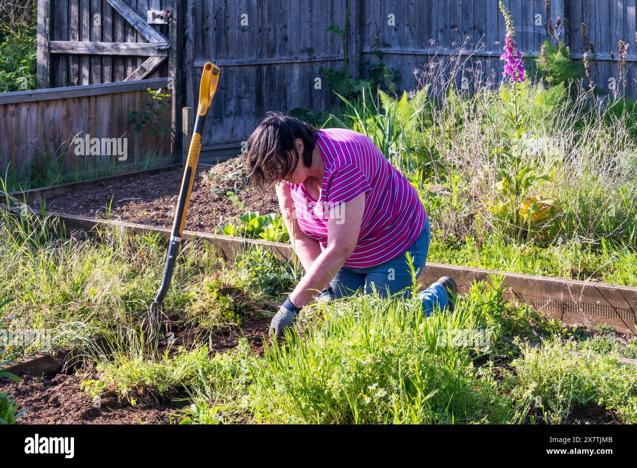 Women working in her garden to clear weeds from an overgrown raised bed ...