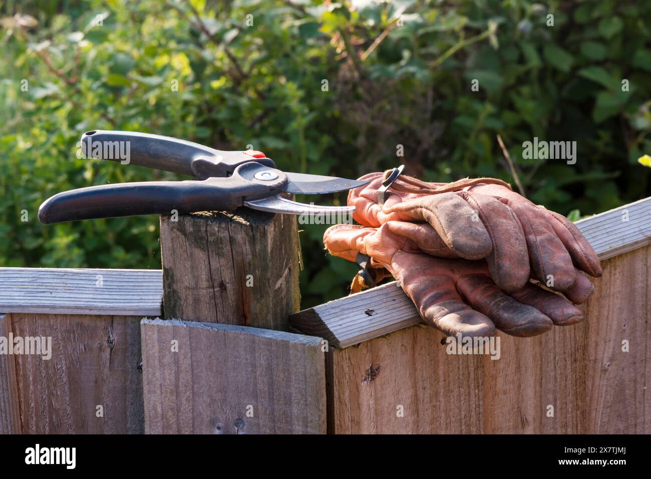 A pair of secateurs and gardening gloves laid down in a garden. Stock Photo