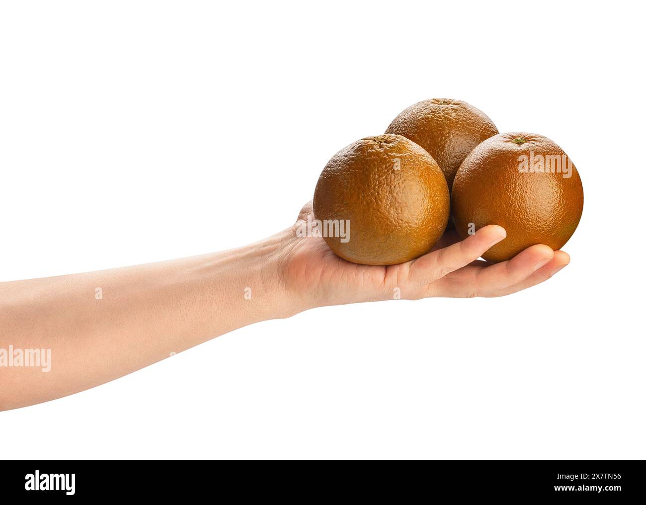 chocolate oranges in hand path isolated on white Stock Photo