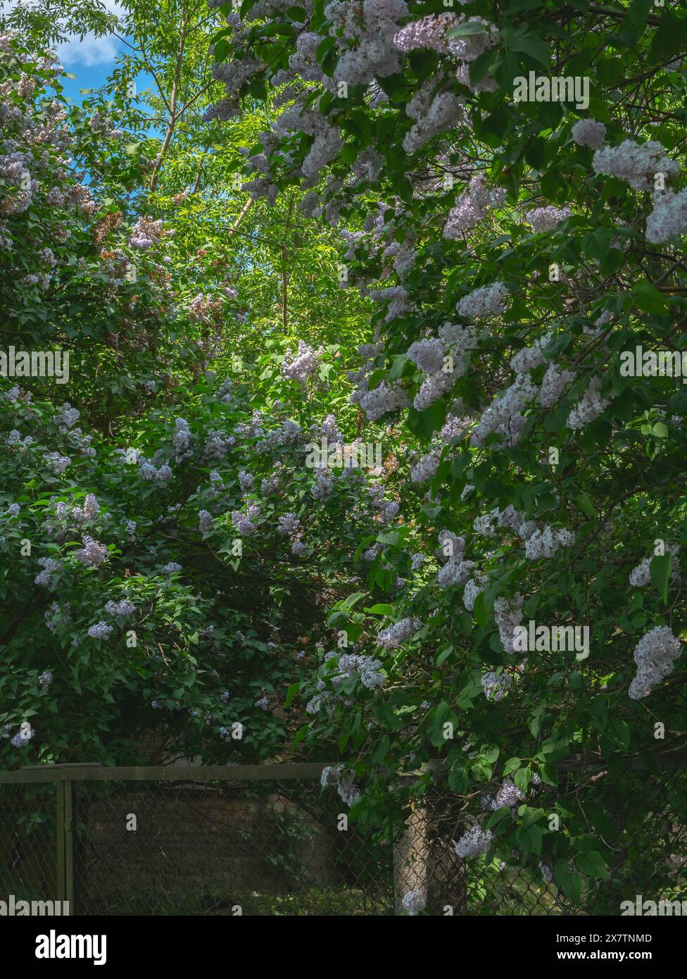 blooming lilac bush vintage colours old iron fence Stock Photo
