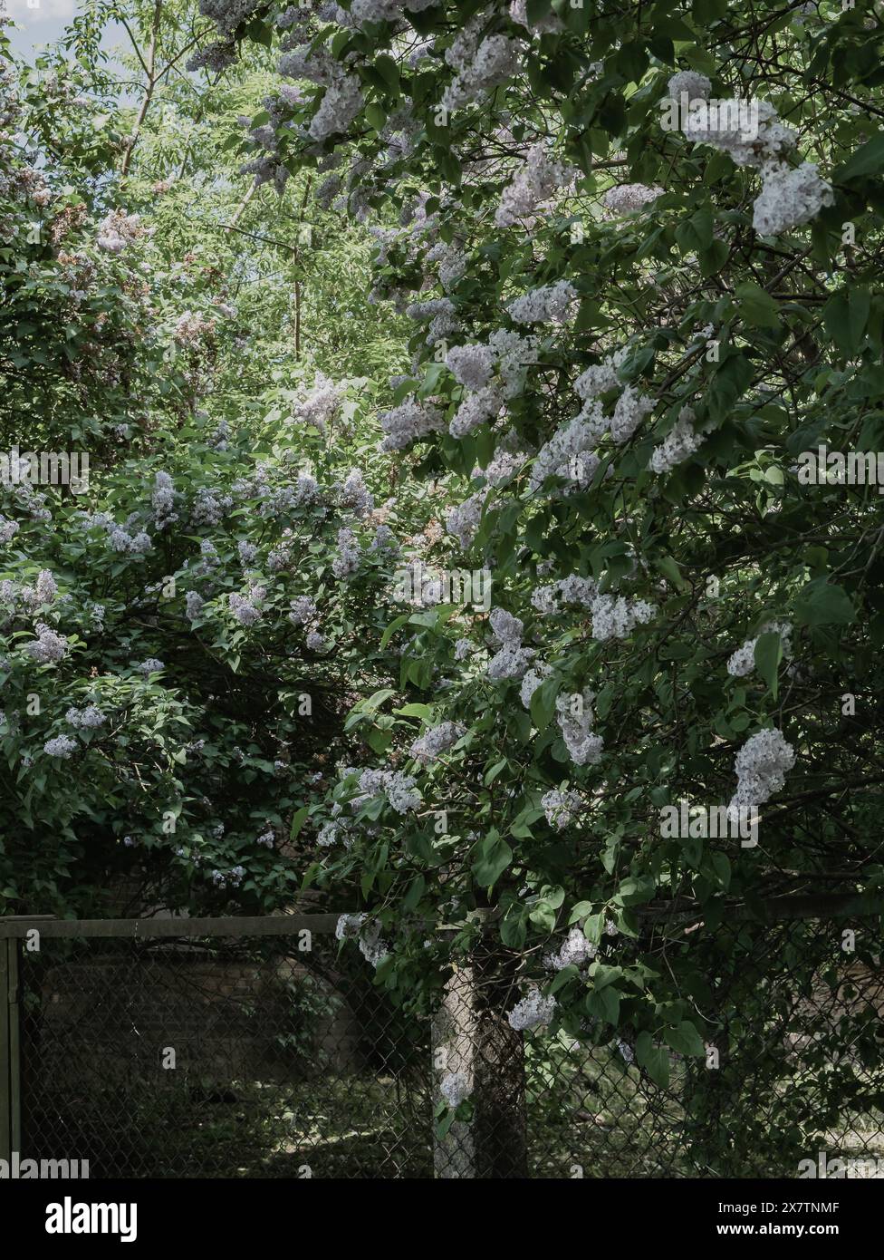 blooming lilac bush vintage colours old iron fence Stock Photo