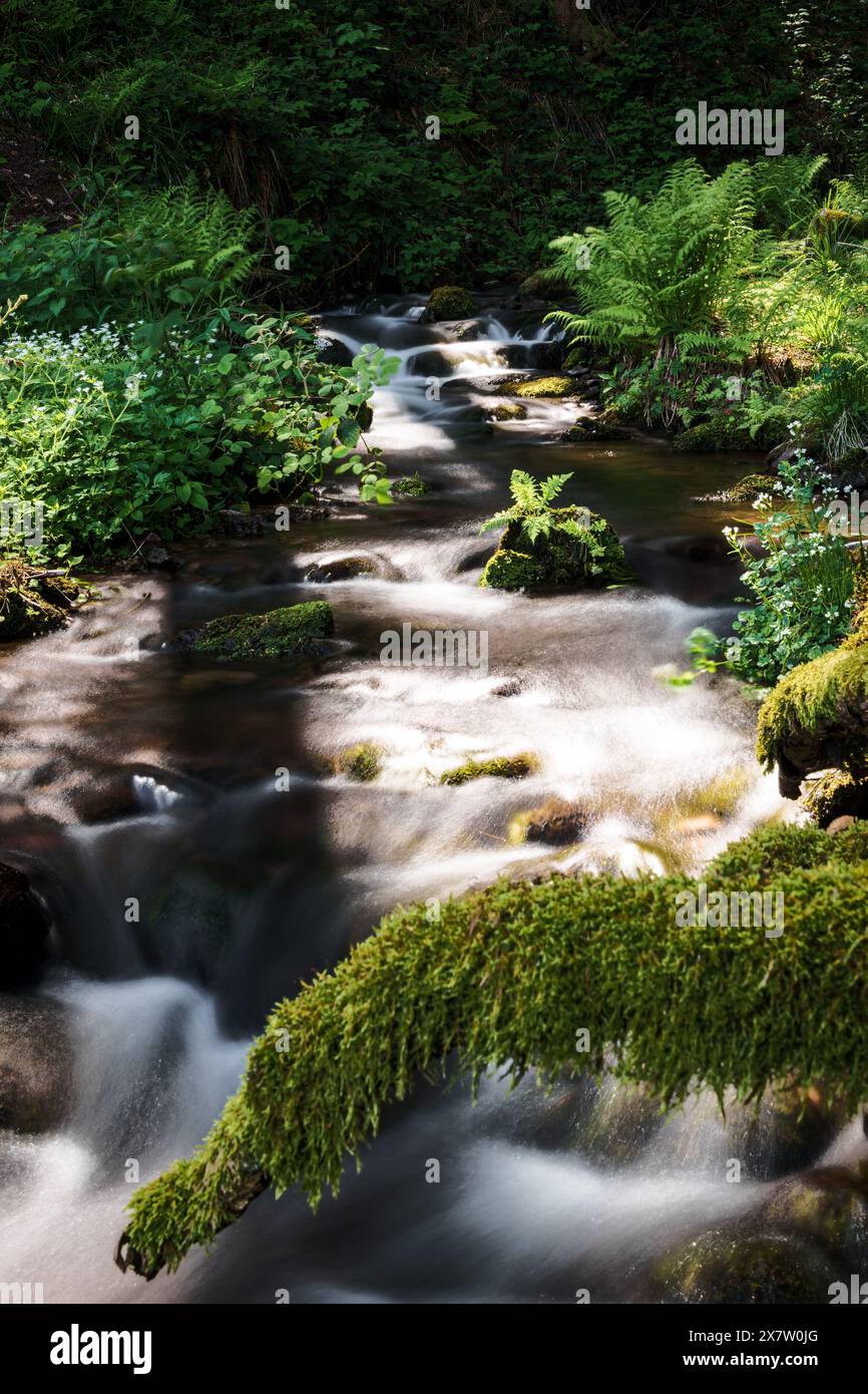 A tranquil small waterfall nestled within the heart of a lush forest ...