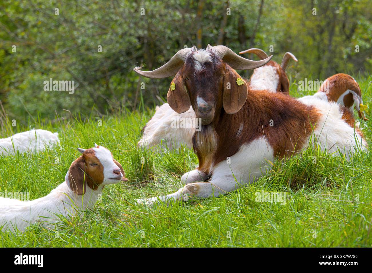 a billy goat with big horns with its herd and goatling in the meadow ...