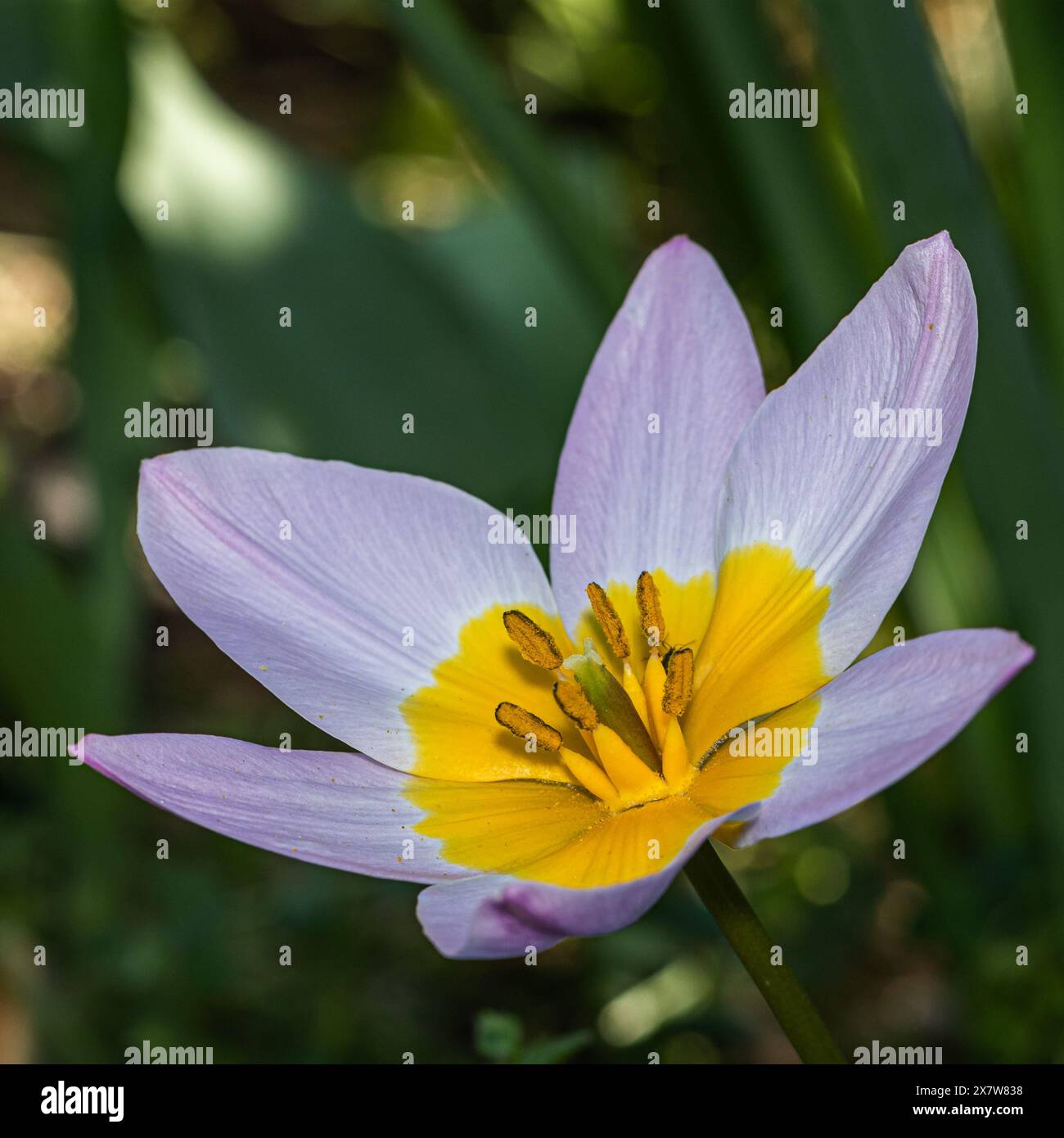 Revealing soft petals hi-res stock photography and images - Alamy