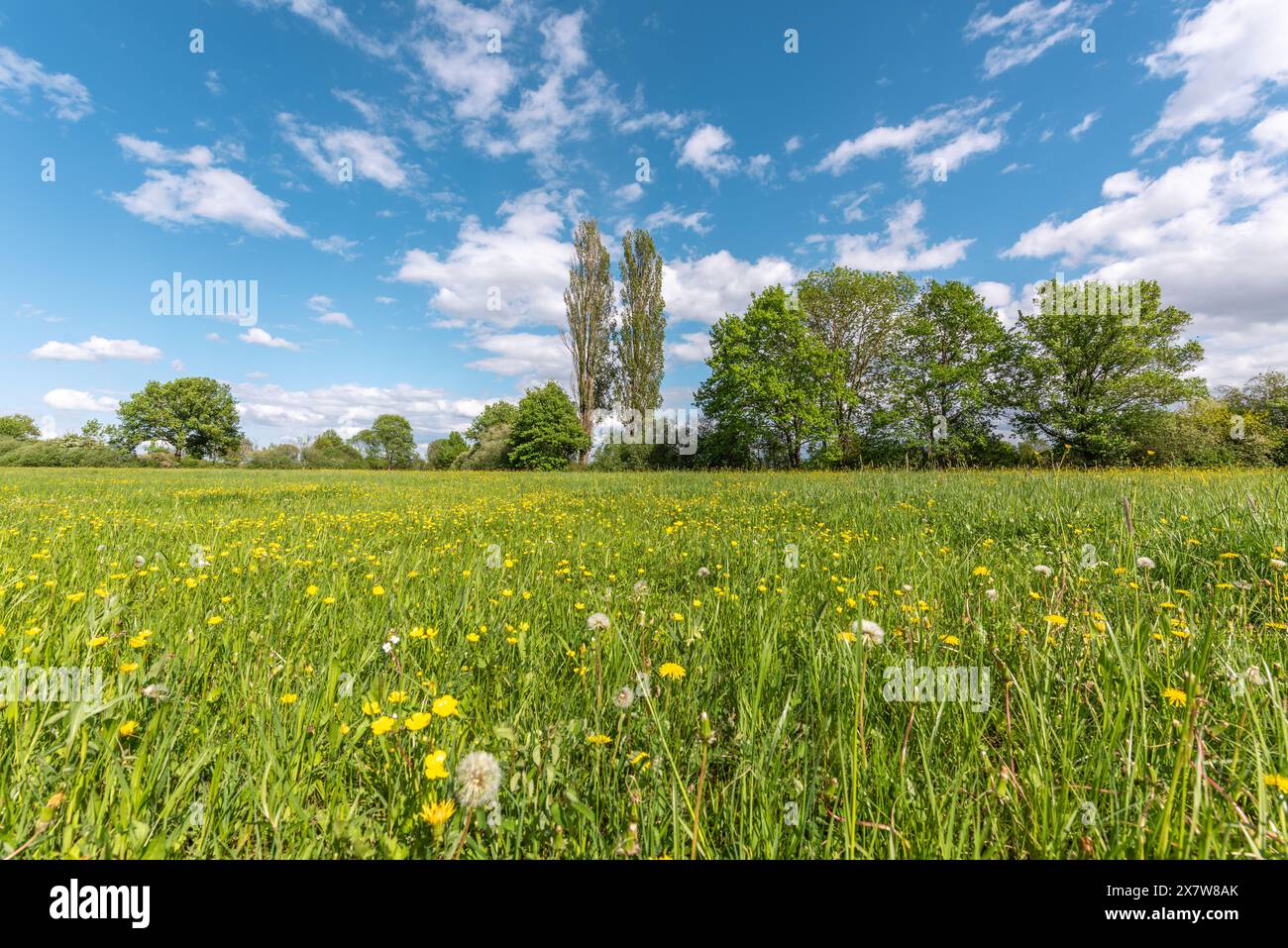 Wild flowers in a natural meadow on a sunny spring day. Bas Rhin, Alsace, France, Europe Stock Photo