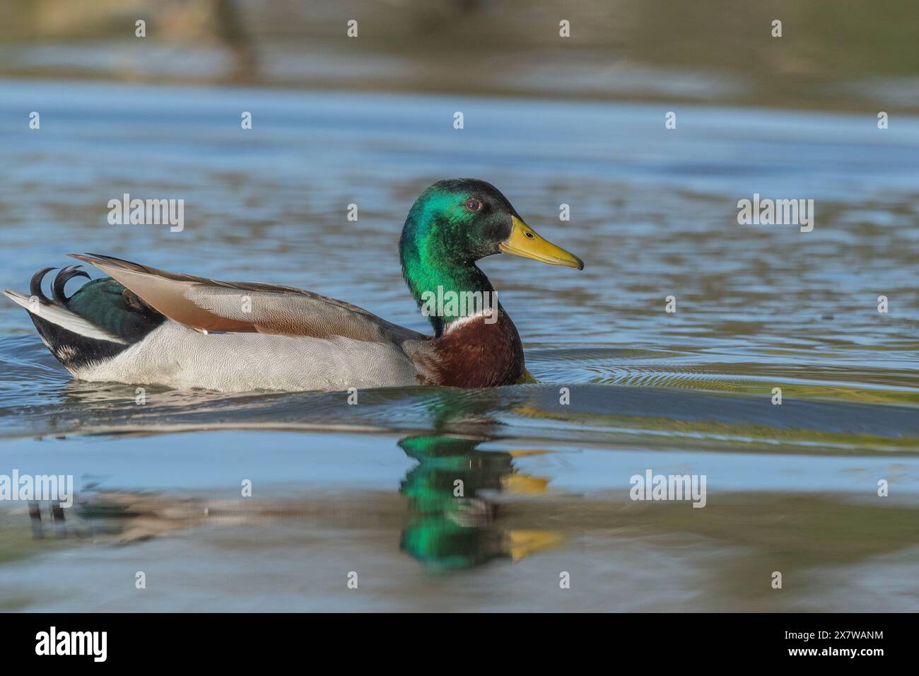 Male mallard duck (Anas platyrhynchos) swimming on a river in spring. Bas Rhin, Alsace, France, Europe Stock Photo