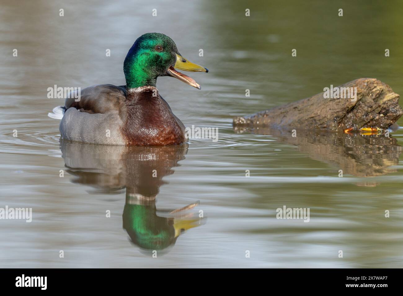 Male mallard duck (Anas platyrhynchos) swimming by opening its beak at the edge of a river in spring. Bas Rhin, Alsace, France, Europe Stock Photo