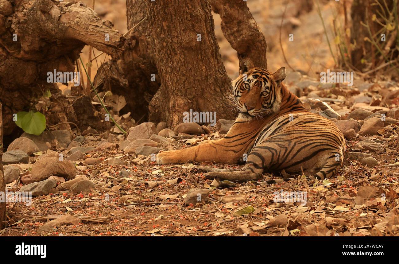The stunning wildlife of Ranthambore National Park Stock Photo - Alamy