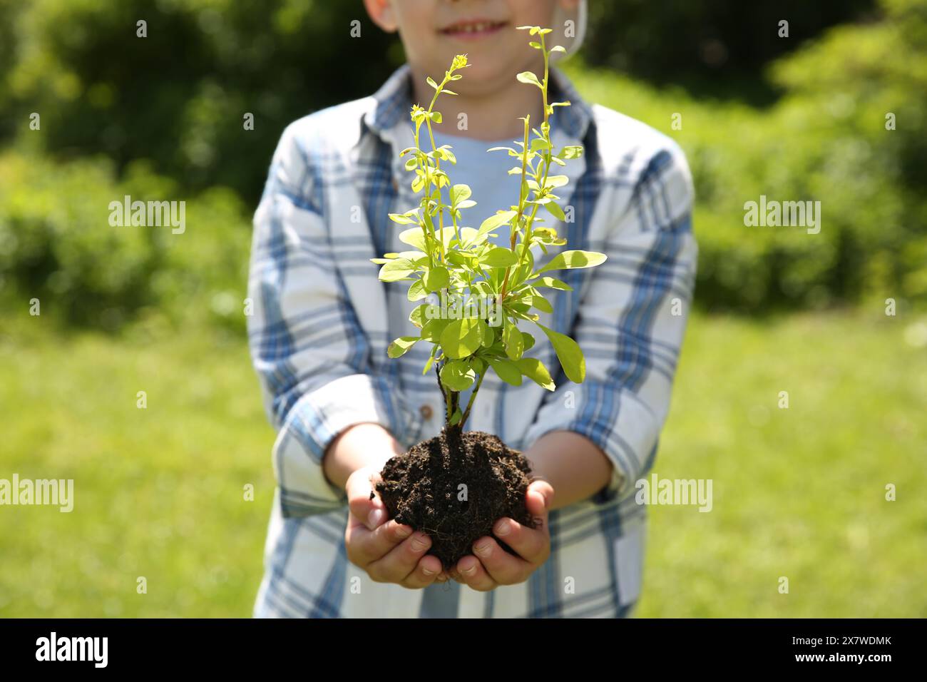Child holding soil with young green tree outdoors, closeup Stock Photo