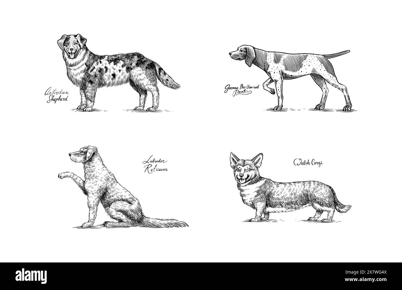 Australian shepherd, German Shorthaired Pointer, labrador retriever