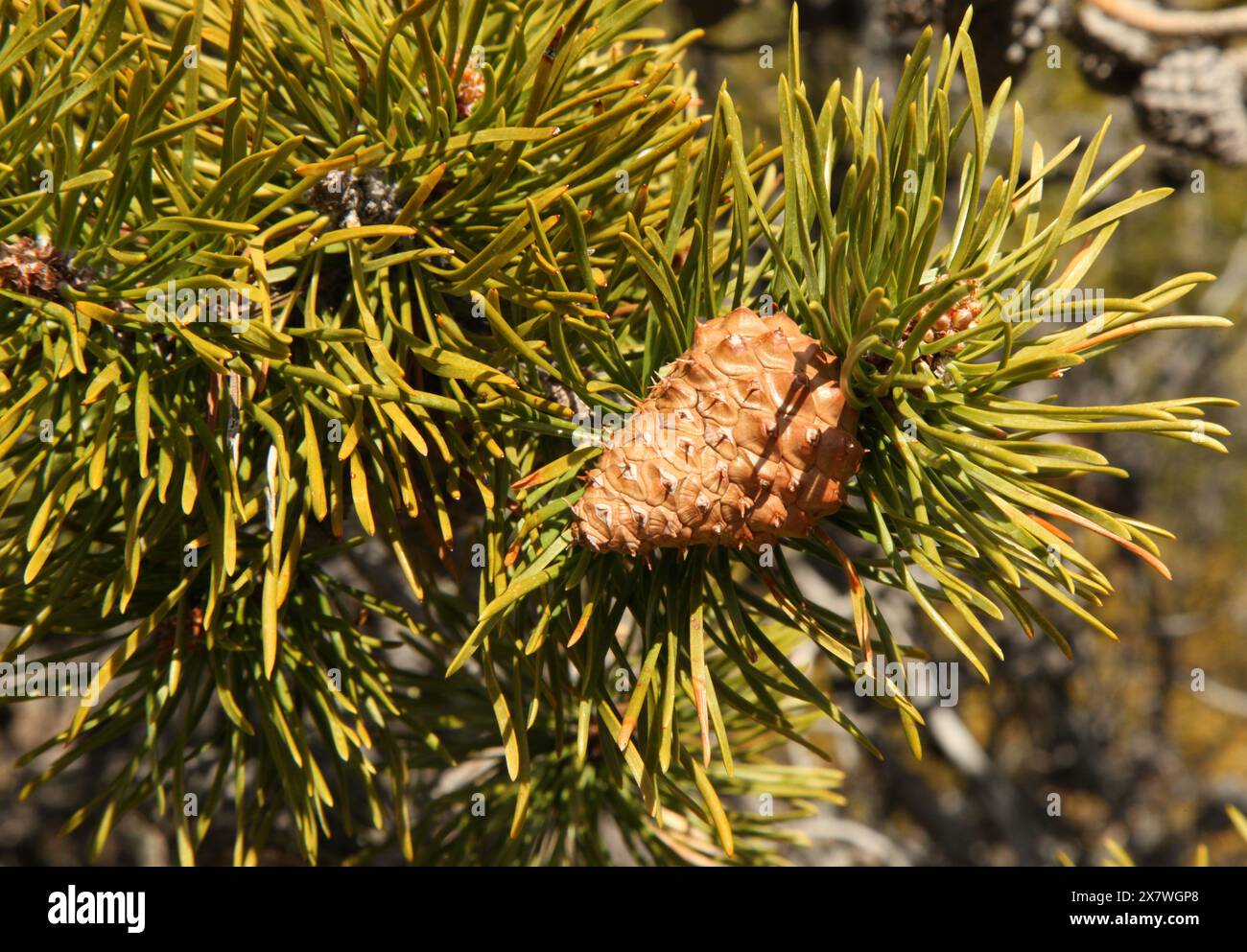 Lodgepole Pine (Pinus contorta) cone in Beartooth Mountains, Montana Stock Photo