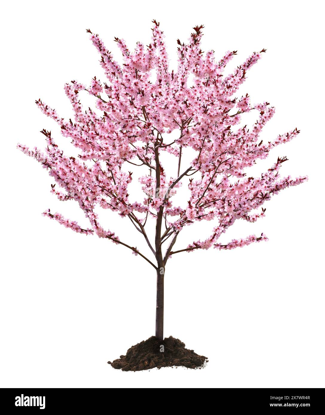 Spring Bright Tree Beautiful blossoming spring tree isolated on white Stock Photo - Alamy