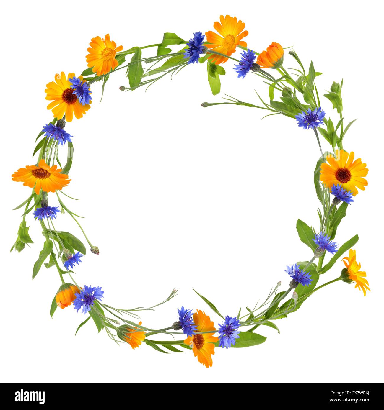 Wreath of beautiful wild flowers isolated on white Stock Photo - Alamy