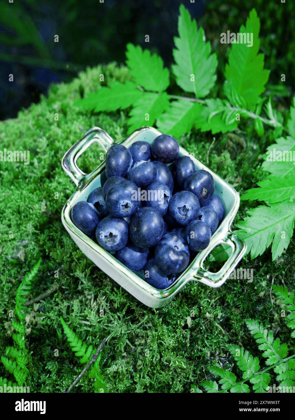Moss and wild blueberries hi-res stock photography and images - Alamy