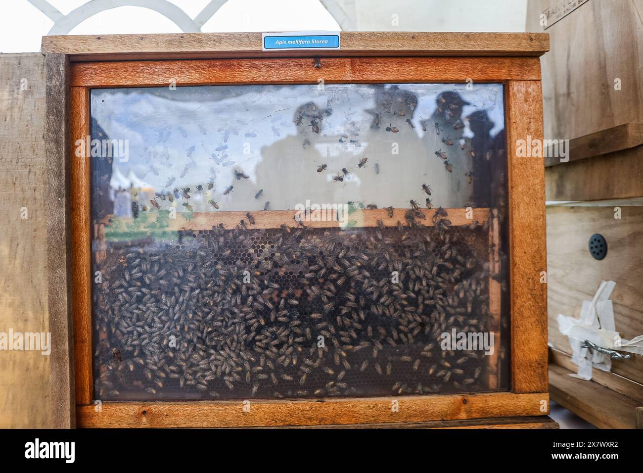 Insect Stadium International centre of insect physiology and ecology hi-res stock ...