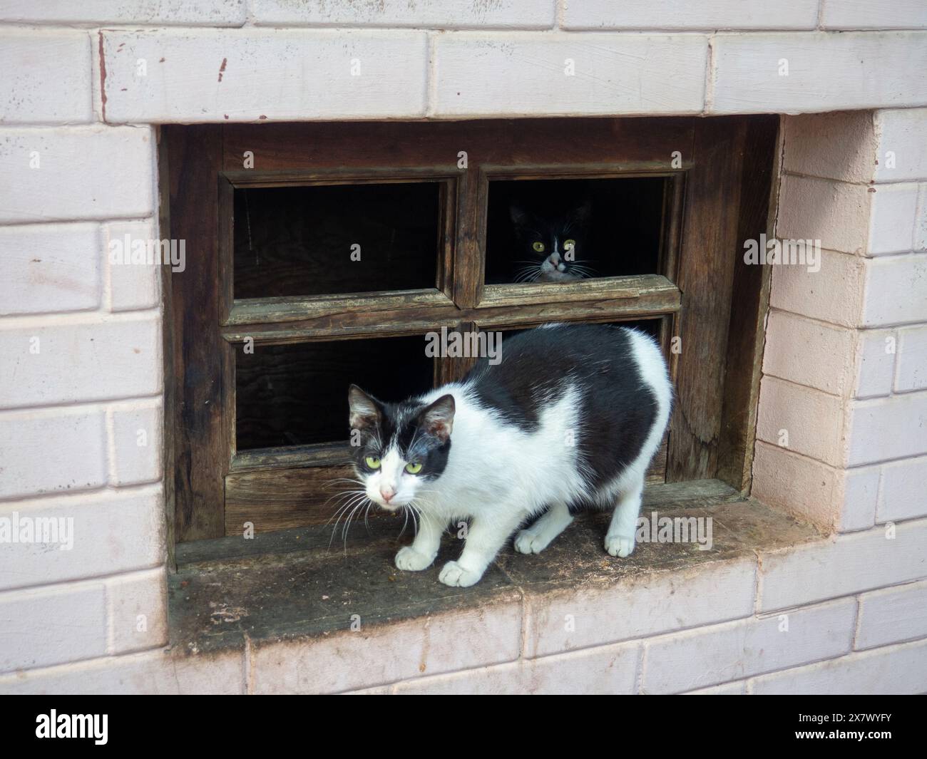 Cats In The Basement Window Animals Want To Eat Cautious And Timid Cats In The Basement Window Animals Want To Eat Cautious And Timid