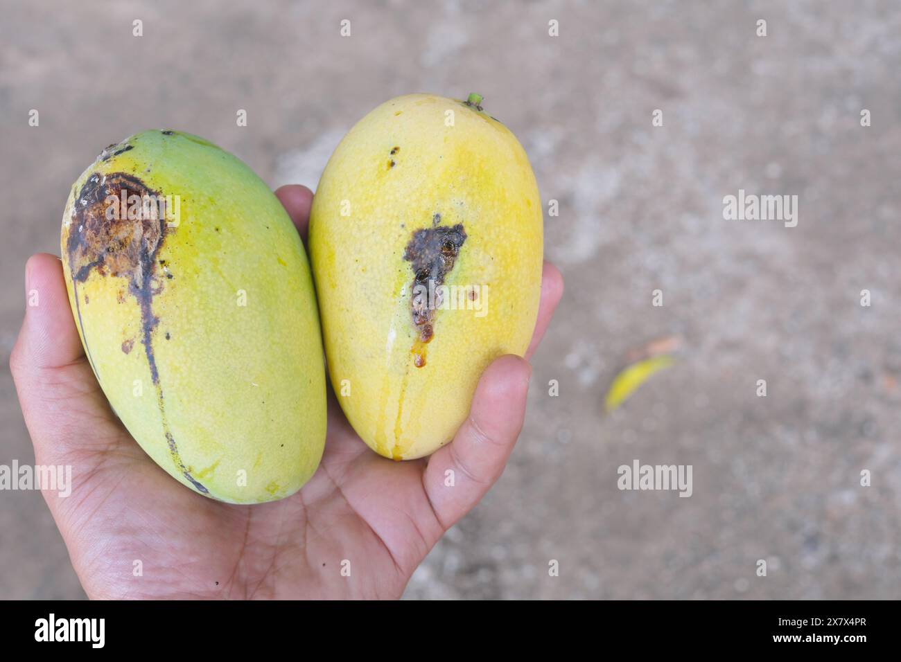 Closeup a ripe Philippine mango damaged by fruit fly. Stock Photo