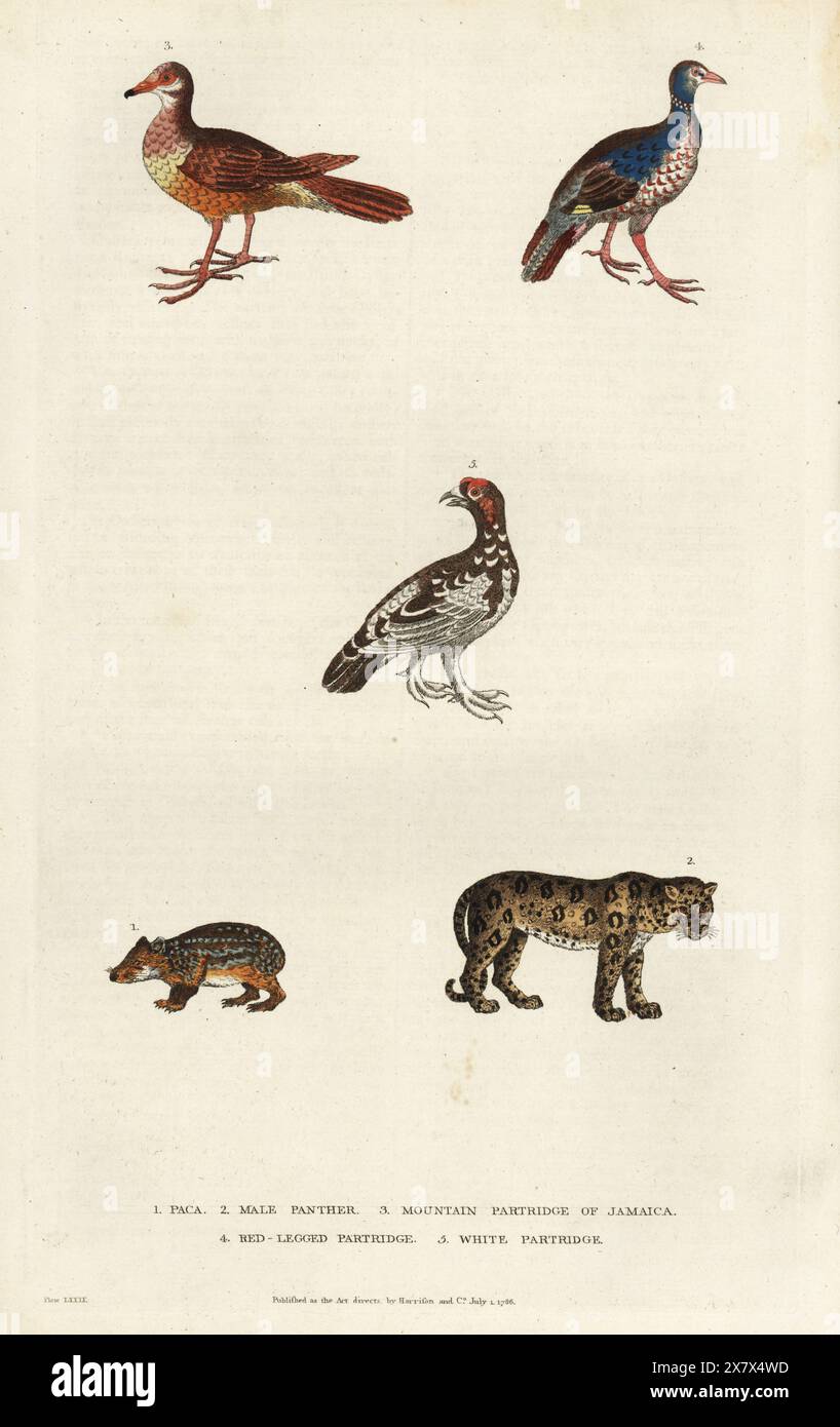 Lowland paca, Cuniculus paca 1, male jaguar, Panthera onca 2,  ruddy quail-dove, Geotrygon montana 3, red-legged partridge, Alectoris rufa 4, and rock ptarmigan, Lagopus muta 5. Handcoloured copperplate engraving by Moses Harris from William Frederic Martyn’s A New Dictionary of Natural History, Harrison, London, 1785. Pseudonym of William Fordyce Mavor, Scottish priest, teacher and writer, 1758-1837. Stock Photo