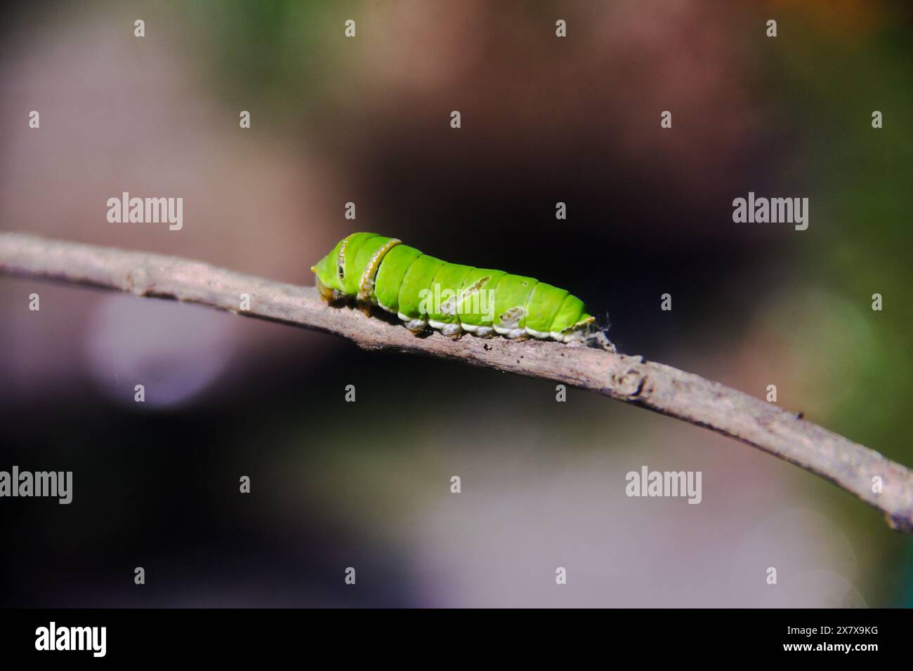 Green insect caterpillar worm hi-res stock photography and images - Alamy