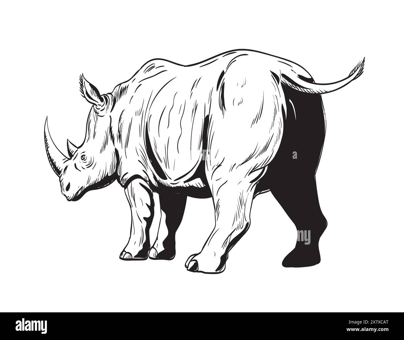 Comics style drawing or illustration of a rhinoceros or rhino, an odd-toed ungulates in the family Rhinocerotidae, charging viewed from low angle isol Stock Vector