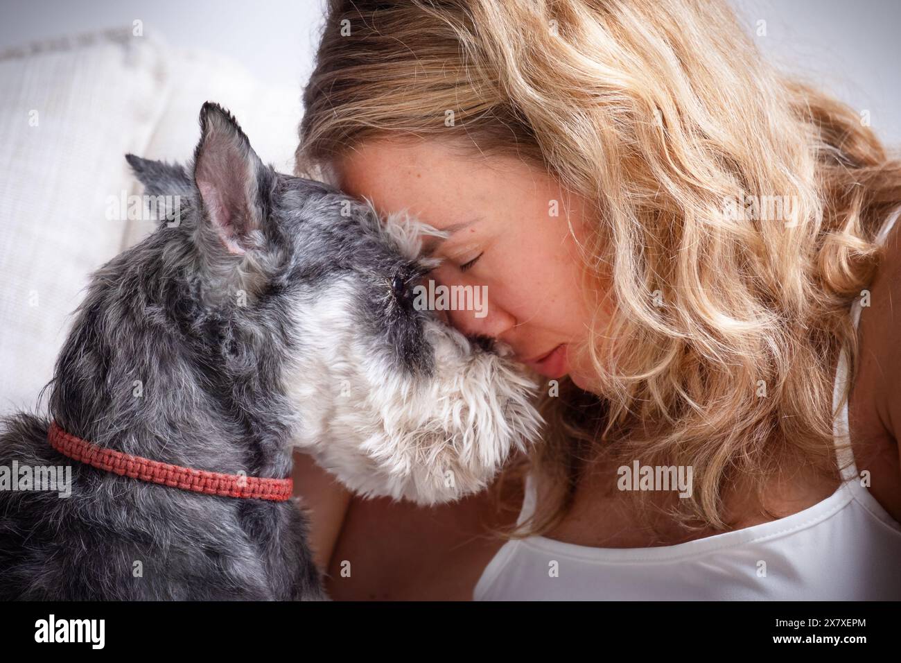 Portrait of a girl and a schnauzer dog leaning their foreheads Stock Photo