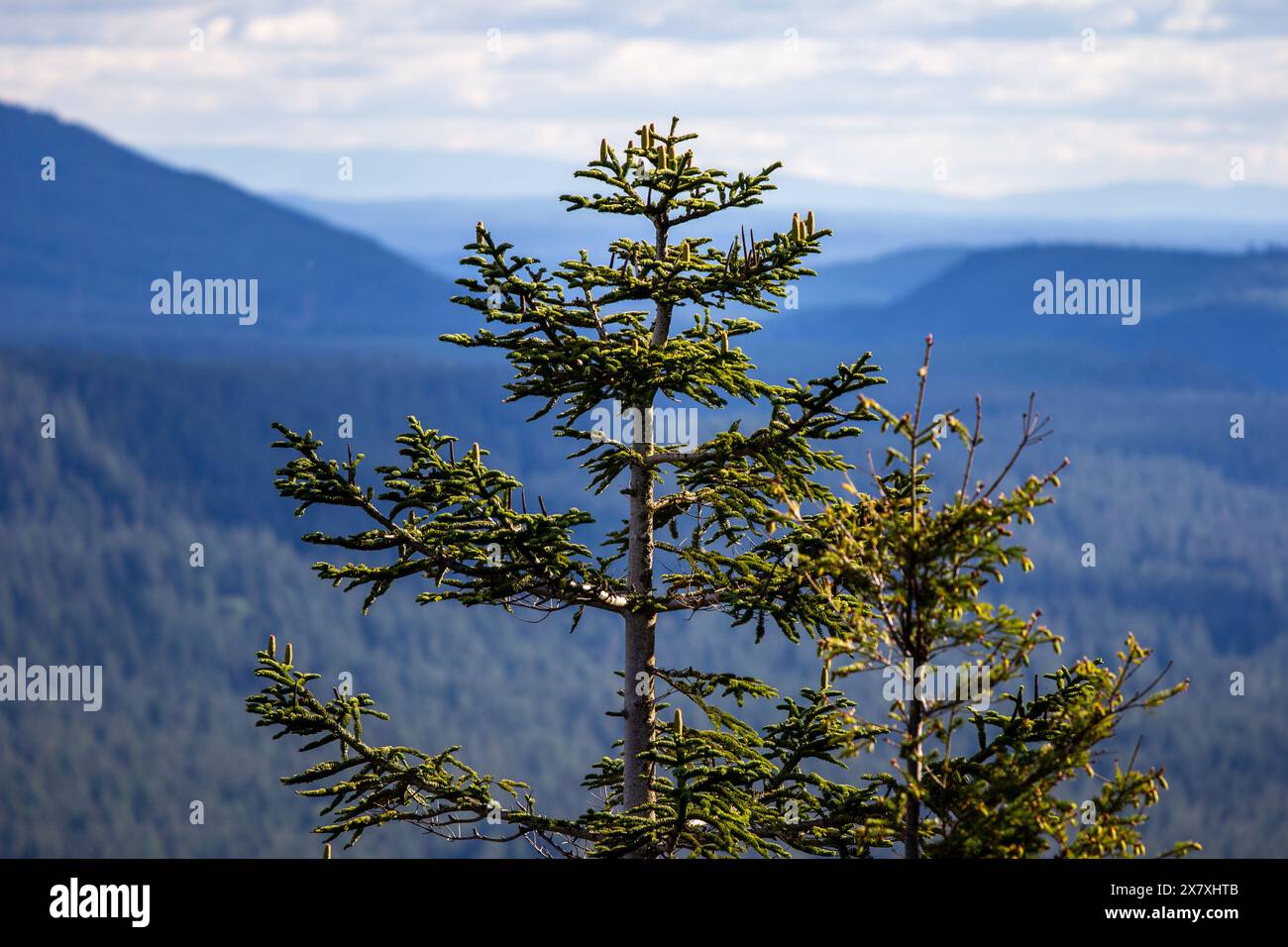 Fur-trees on Rattlesnake Ledge in Washington State Stock Photo