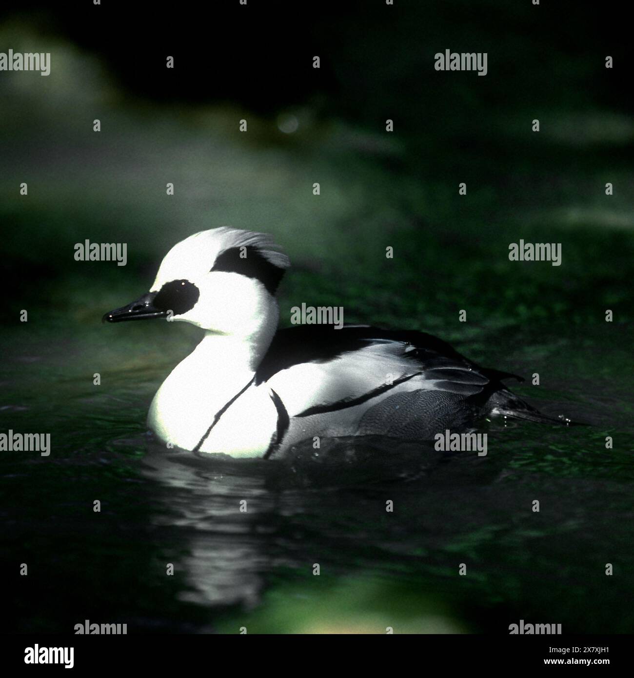 Smew In Flight Smew duck hi-res stock photography and images - Alamy