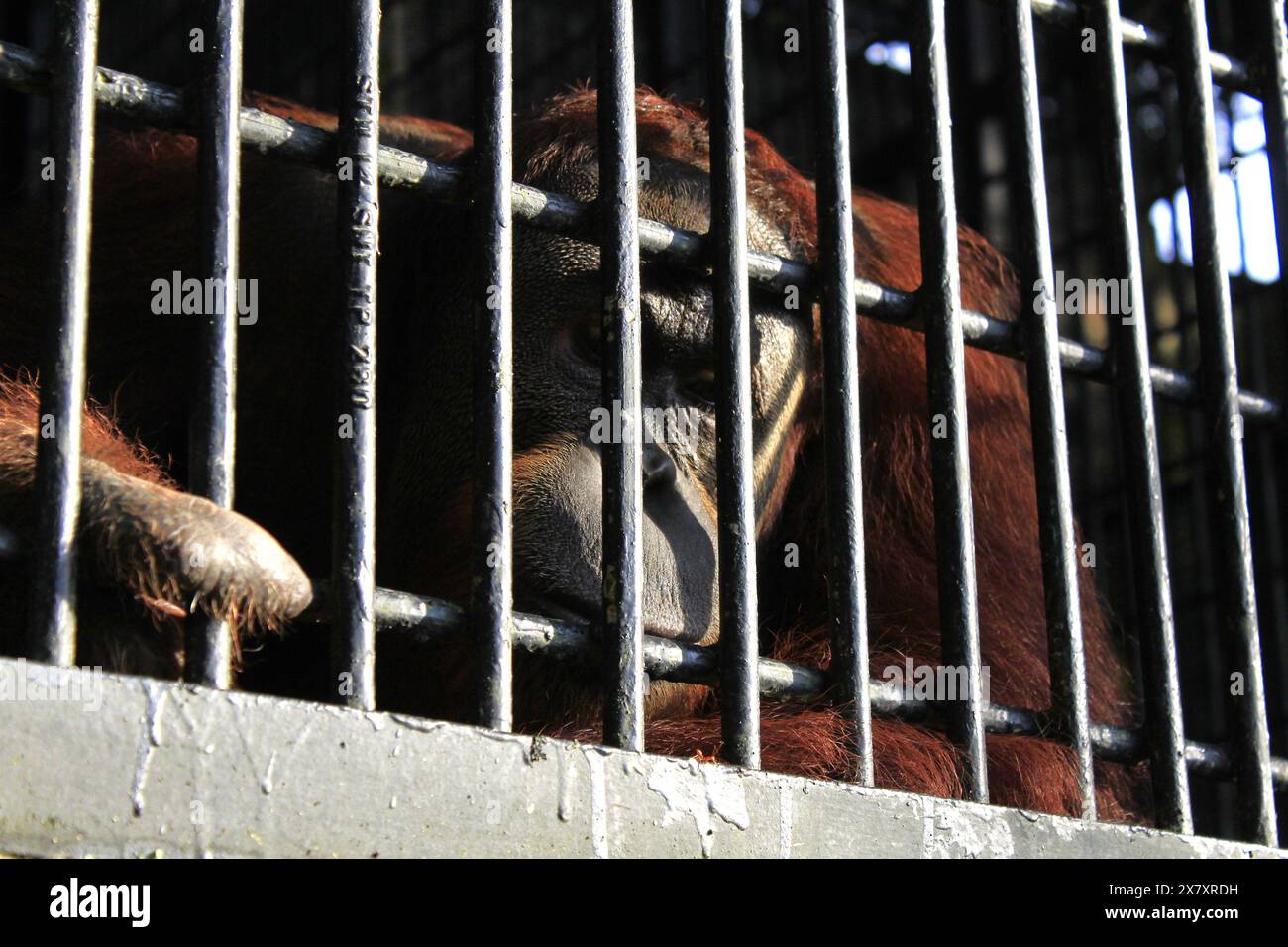 Medan, North Sumatra, Indonesia. 22nd May, 2024. A Sumaran Orangutan, pongo Abelii, is seen being kept in good health at the orangutan Enclosure at Central Park Zoo, Medan, North Sumatra. (Credit Image: © Kartik Byma/ZUMA Press Wire) EDITORIAL USAGE ONLY! Not for Commercial USAGE! Stock Photo