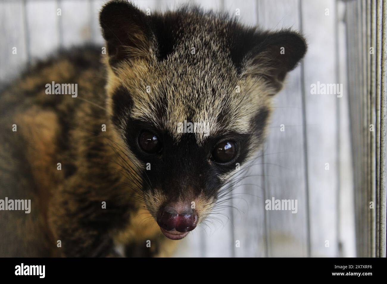 Medan, North Sumatra, Indonesia. 22nd May, 2024. Civets are a protected group of small mammals and mostly come from Asia, in tropical forests uniquely in Indonesia, civets can live in human evironments (Credit Image: © Kartik Byma/ZUMA Press Wire) EDITORIAL USAGE ONLY! Not for Commercial USAGE! Stock Photo