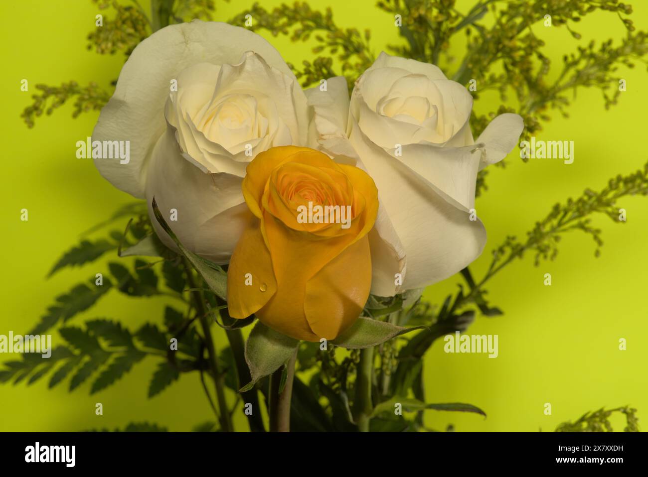 Flora still life beauty, white & yellow roses- in a vase. Complete with ...
